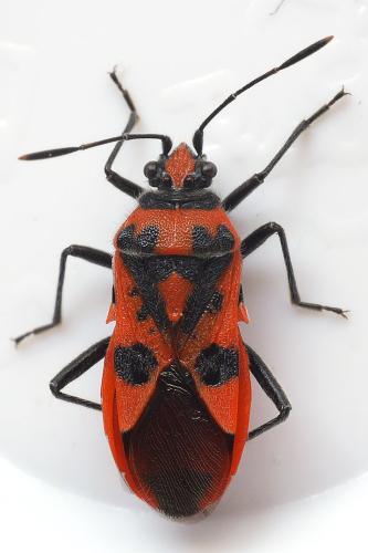 Corizus hyoscyami hyoscyami